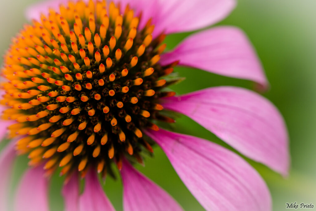 Flower of The Shakespeare Garden: 4